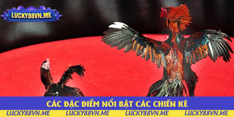 Các đặc điểm nổi bật các chiến kê chọi gà đòn