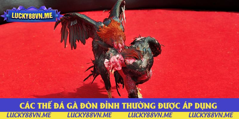 Các thế đá gà đòn đỉnh thường được áp dụng 