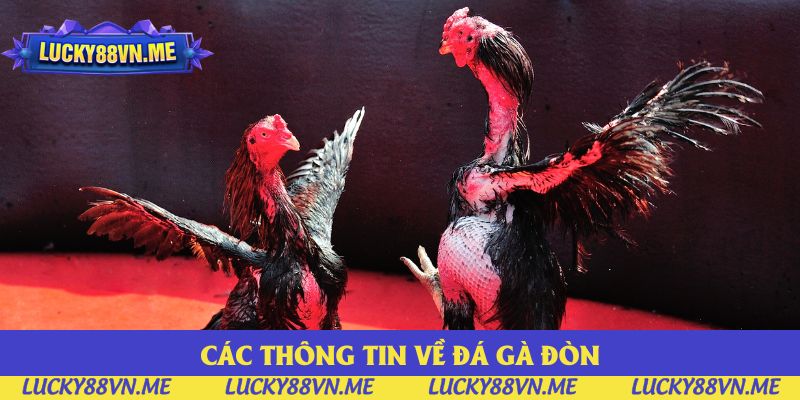Các thông tin về đá gà đòn bạn cần nắm khi bắt đầu