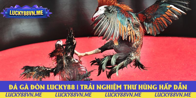 Đá Gà Đòn Lucky88 | Trải Nghiệm Các Trận Thư Hùng Hấp Dẫn
