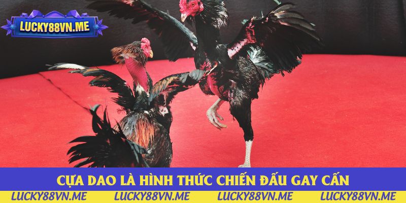 Cựa dao là hình thức chiến đấu gay cấn được yêu thích nhất Cựa dao là hình thức chiến đấu gay cấn được yêu thích nhất