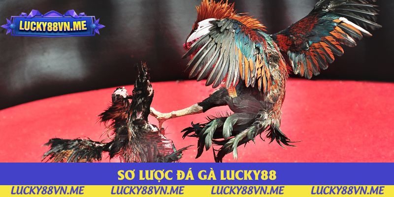 Sơ lược đá gà Lucky88 Sơ lược đá gà Lucky88