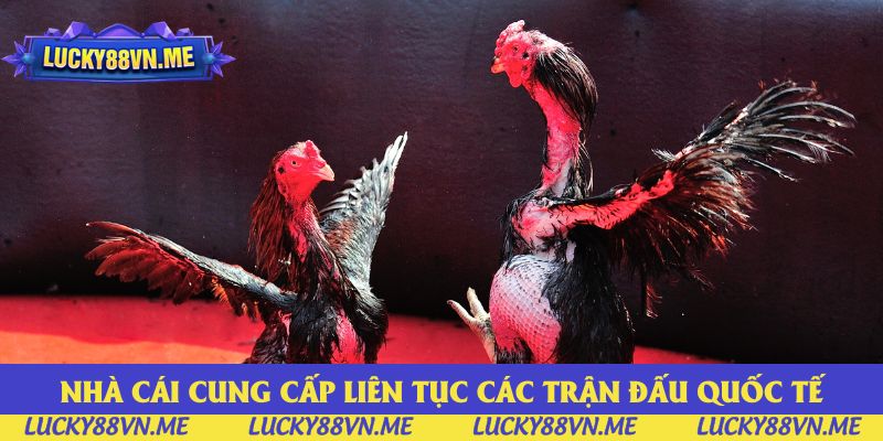 Nhà cái cung cấp liên tục các trận đấu quốc tế Nhà cái cung cấp liên tục các trận đấu quốc tế