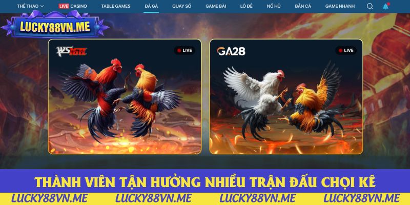 Thành viên tận hưởng nhiều trận đấu chọi kê mỗi ngày